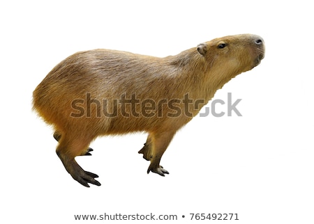 Foto d'archivio: Capybara Hydrochoerus Hydrochaeris