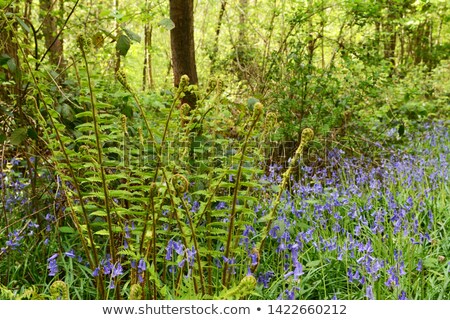 Foto stock: Lush Green Bracken Grows Above A Sea Of Bluebells