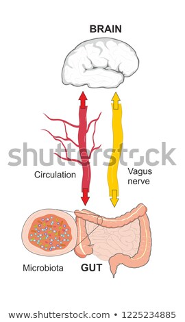 Foto stock: Brain Gut Connection