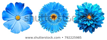 Stock photo: The Flower Head 3