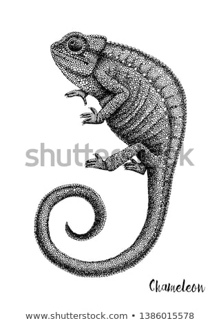 Stok fotoğraf: Realistic Silhouette Of A Lizard Vector Illustration