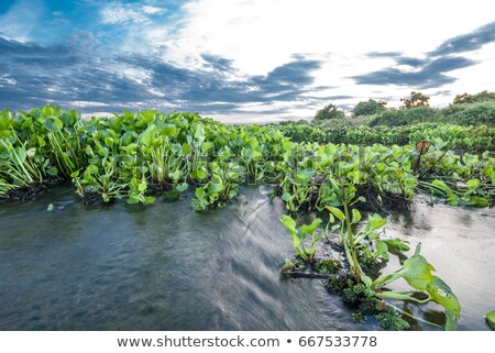 Stock fotó: Blue Water Hyacinth Weed Flower