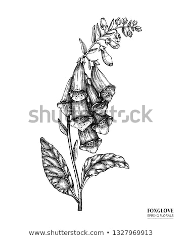 Stok fotoğraf: Foxglove Flowers