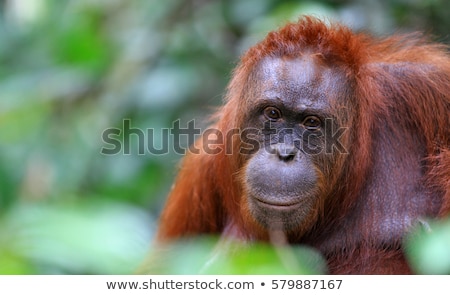 Stok fotoğraf: Orangutan In The Jungle Of Borneo Indonesia