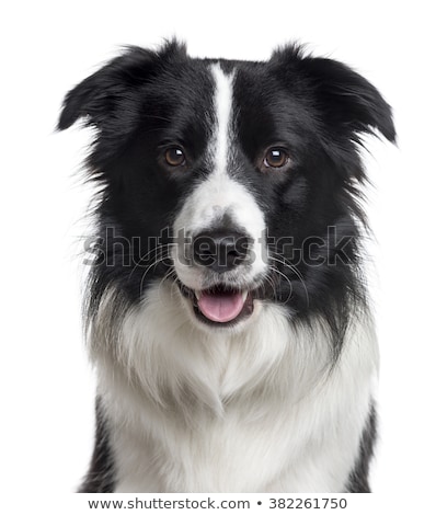 Stock fotó: Border Collie Portrait In White Studio