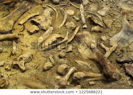 Stock photo: Prehistoric Park Fossils