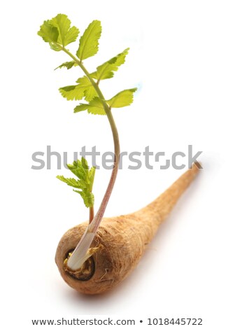 Foto stock: Carrot With Newly Grown Leaves Over White