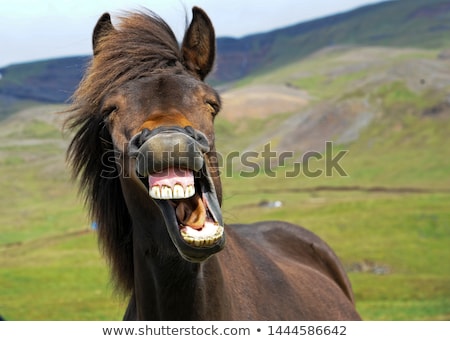 Stock fotó: Funny Horse