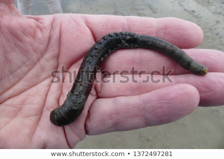 Foto stock: Lugworm Or Sandworm Arenicola Marina