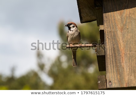 ストックフォト: Birdhouse In Autumn