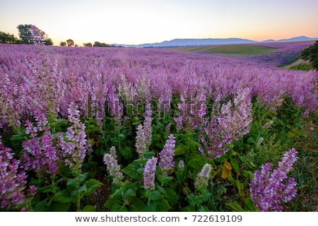 Stock foto: Clary Sage Plant In Garden