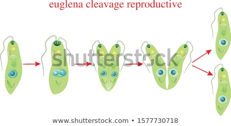 Stock fotó: Euglena