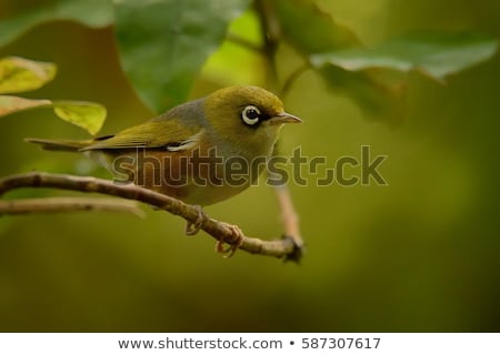 Сток-фото: Silvereye Zosterops Lateralis