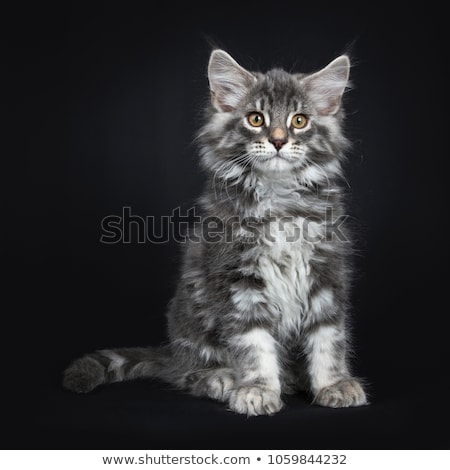 Stock photo: Blue Tabby With White Maine Coon Kitten On Black