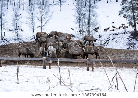 Stock photo: Marals On Farm In Altay