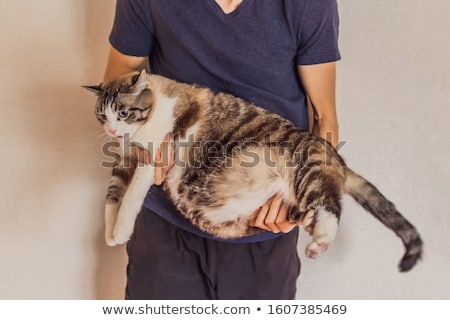 [[stock_photo]]: Very Fat Cat Is Obese In The Hands Of The Owner