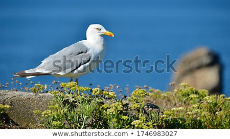 Foto stock: Panoramic Of Quiberon In France