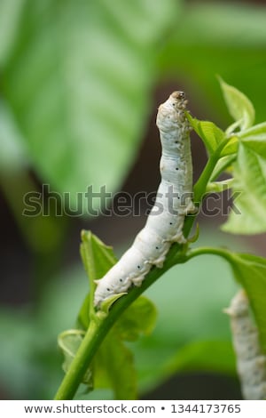 Foto stock: Silk Worm Eating Mulberry