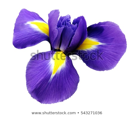 Foto d'archivio: Closeup Of Beautiful Iris Flower