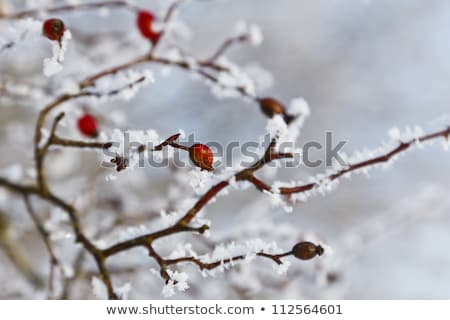 Foto stock: Rose Hips With Hoar Frost In Winter