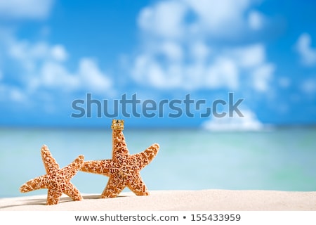 Stock photo: Starfish - Shallow Dof