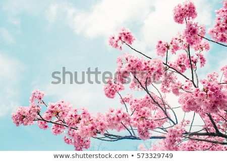 Stock photo: Spring Cherry Blossom
