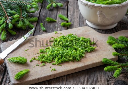 Stock photo: Cutting Up Spruce Tips To Prepare Syrup