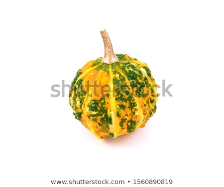 Stock fotó: Mottled Dark Green And Orange Warted Ornamental Gourd