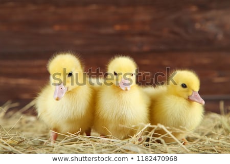 Zdjęcia stock: Funny Yellow Duckling