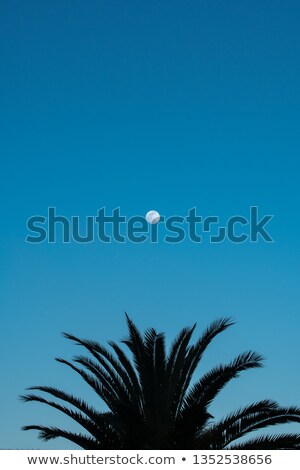 ストックフォト: Full Moon In Daylight Sky And Palm