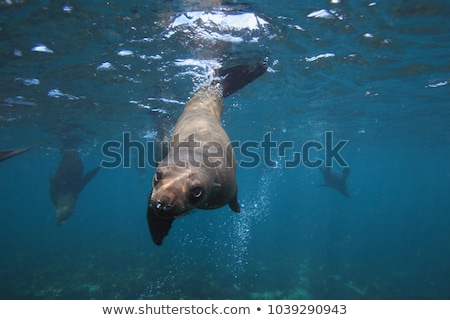 Stock photo: Cape Fur Seal