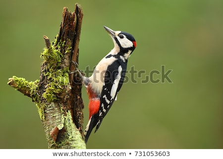 Stock photo: Great Spotted Woodpecker