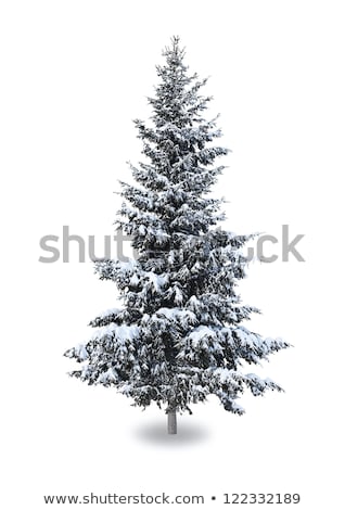 Stock fotó: Pine Trees In The Snow In Front Of A Blizzard