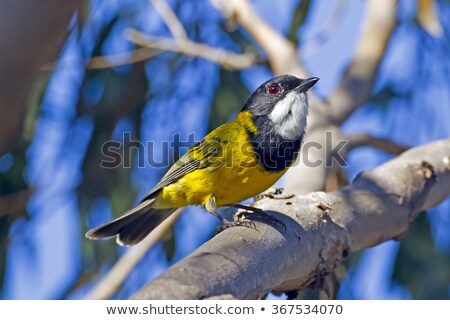 Stock fotó: Pachycephala Pectoralis