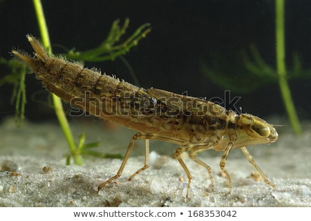 Stock fotó: A Dragonfly Nymph