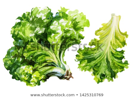 Foto d'archivio: Watercolor Illustration Of Lettuce