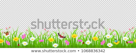 Foto d'archivio: Grass And Flowers Border With Butterfly