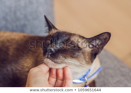 ストックフォト: Woman Scratches His Siamese Cats Neck Hand Strokes The Chin Of A Thai Cat