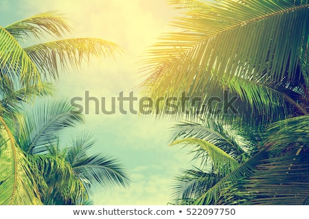 Foto stock: Coconut Palm Tree Against Sky