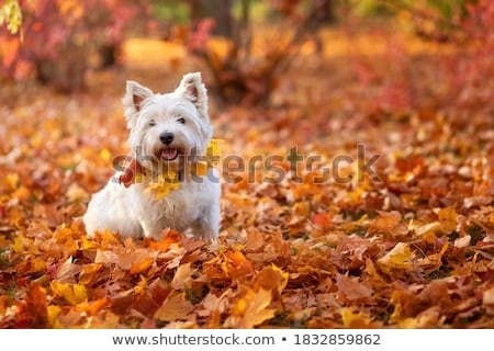 Stok fotoğraf: Portrait Of A Cute West Highland White Terrier