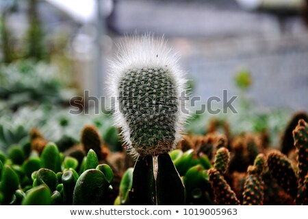 Stok fotoğraf: White Hair Of A Thorny Succulent Plant