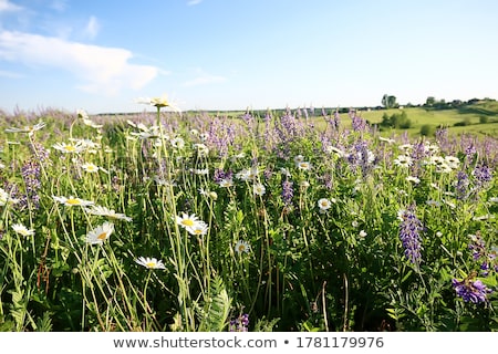 Stock fotó: Herb In Field