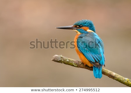 ストックフォト: Common Kingfisher Alcedo Atthis