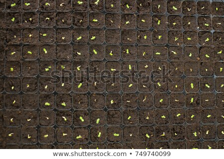 Foto stock: Row Of Young Oak Trees