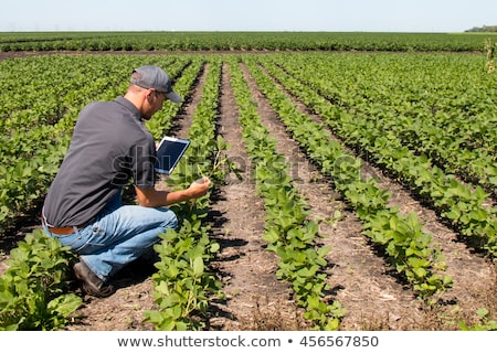 Сток-фото: Agronomist With Tablet Computer In Corn Field