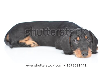 商業照片: Dachshund Standard