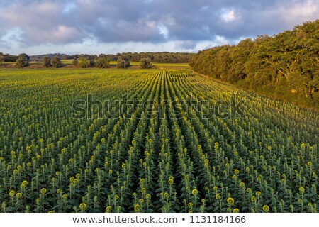 Drone Picture From A Sunflowers At Summertime In Spain [[stock_photo]] © Digoarpi