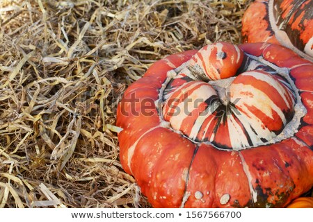 Foto stock: Fall Turks Turban Gourd With A Deep Orange Cap On Straw