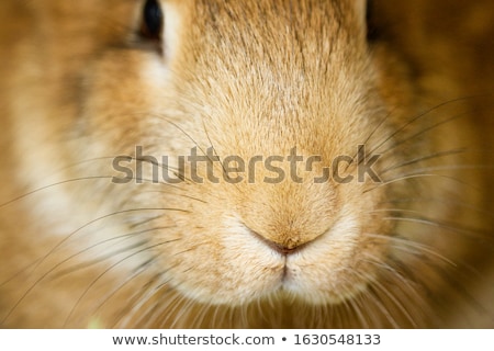 Foto stock: Rabbit Muzzle