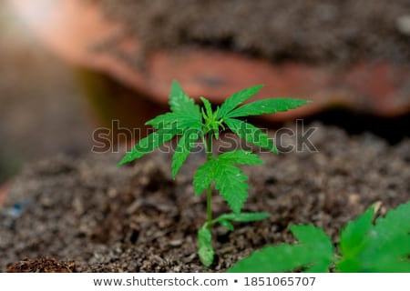 Stock photo: Marijuana Plant